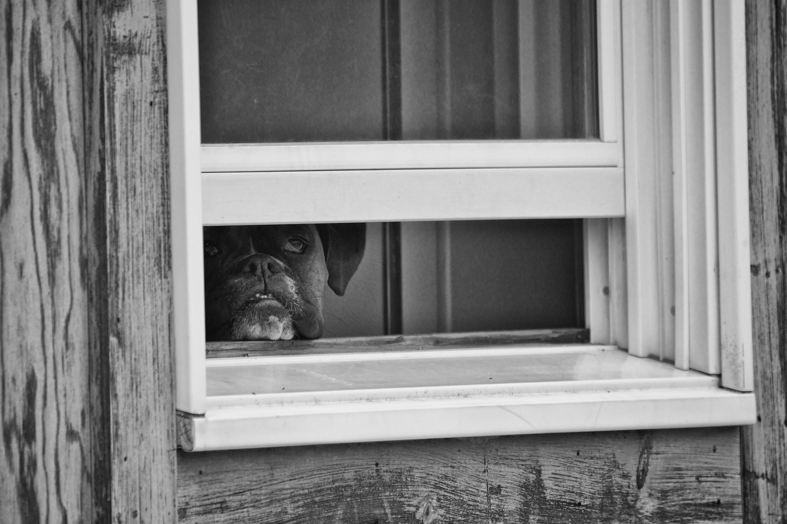 Can I come out and play? - Swansea, Massachusetts