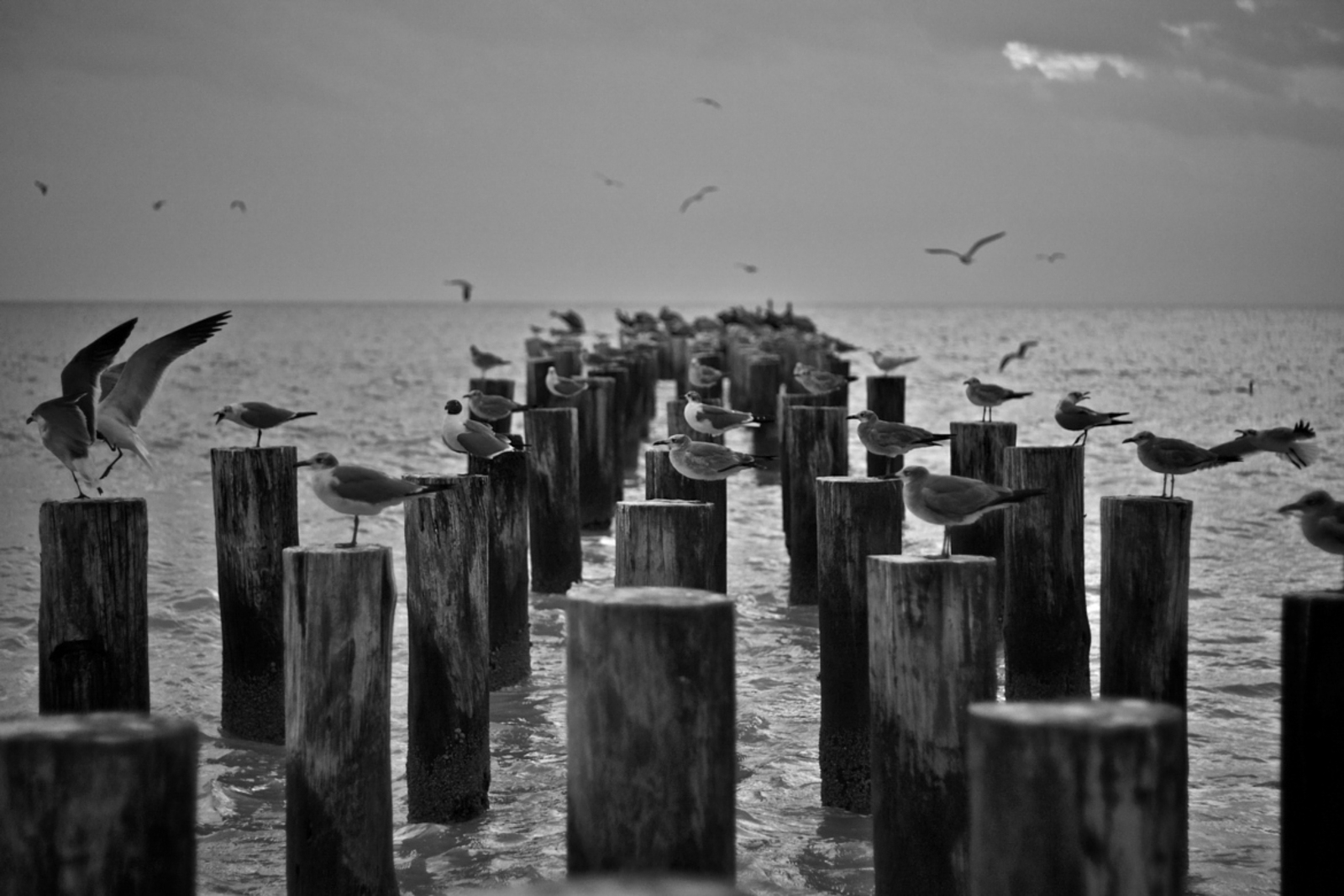 Busy Pier - Naples, Florida