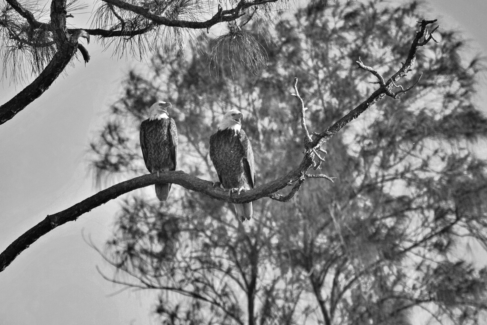 Talking Eagles - Marco Island, Florida