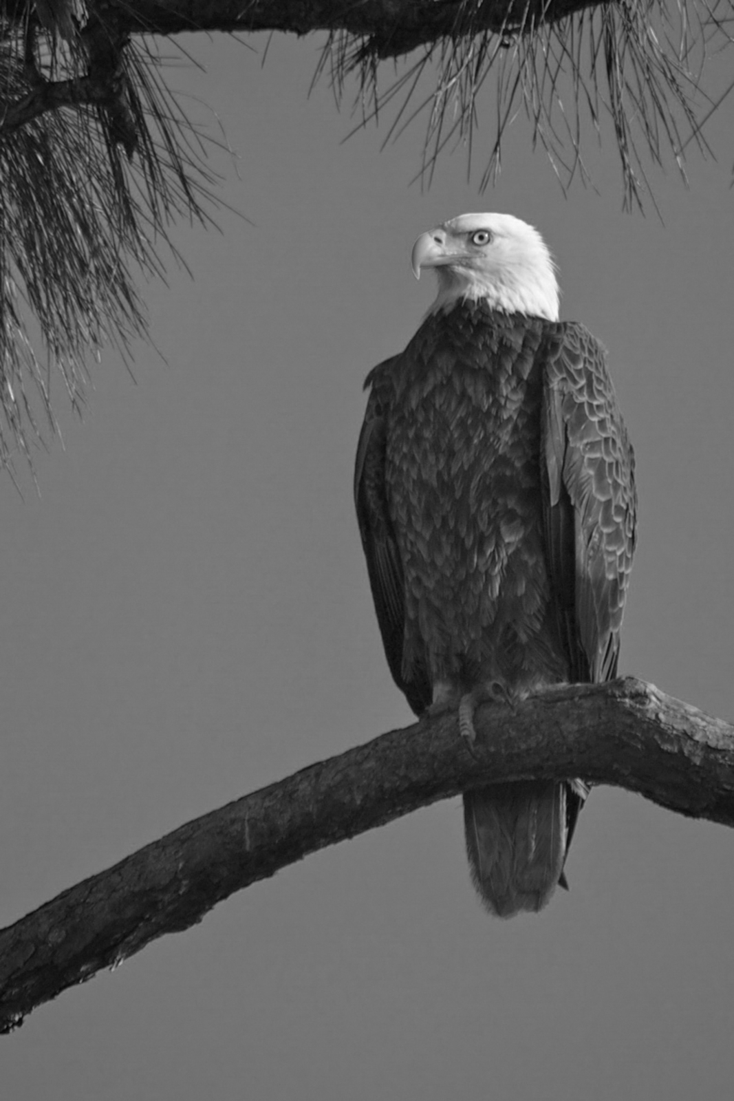 Proud Eagle - Marco Island, Florida