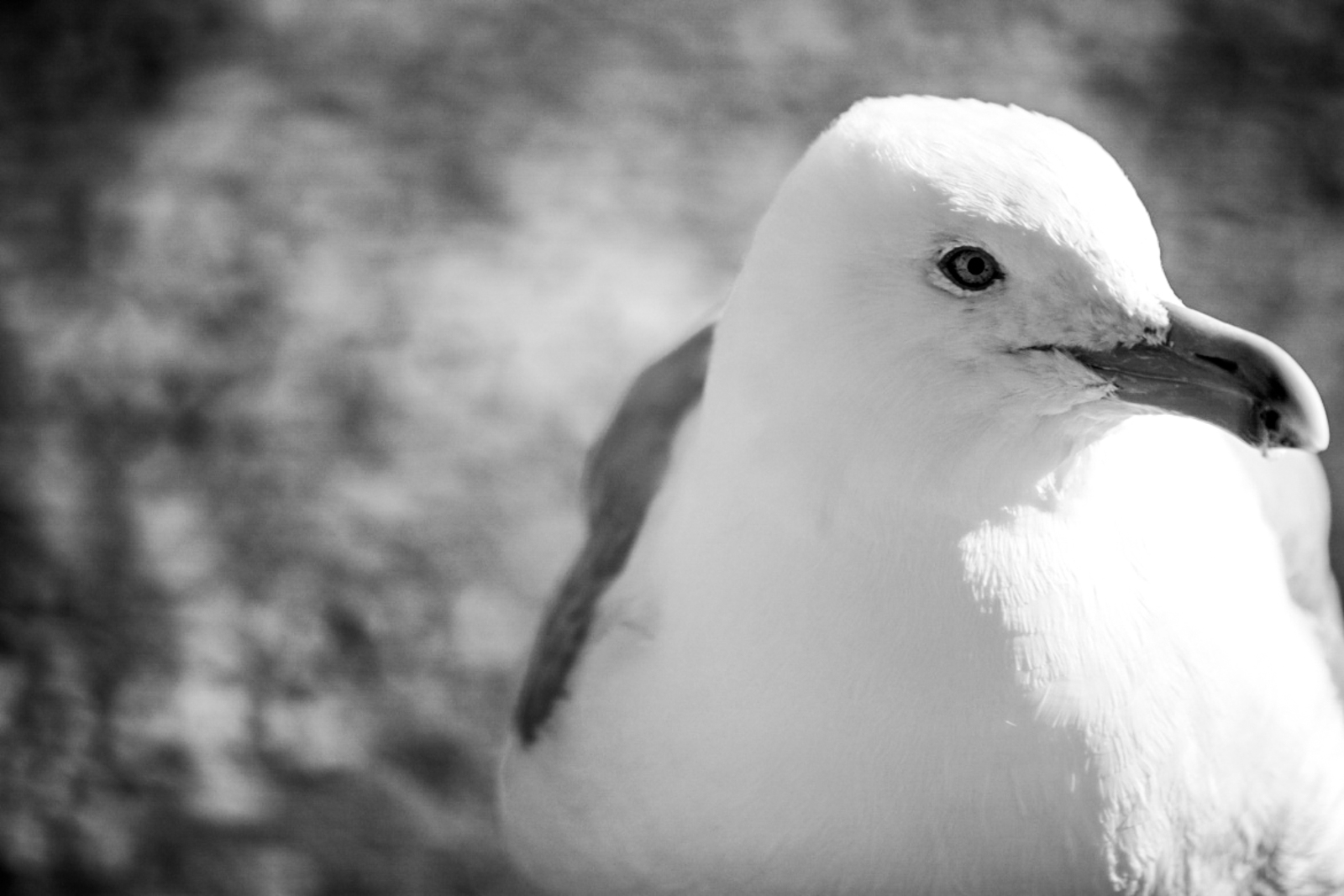 Cold Gull - Myrtle Beach, South Carolina