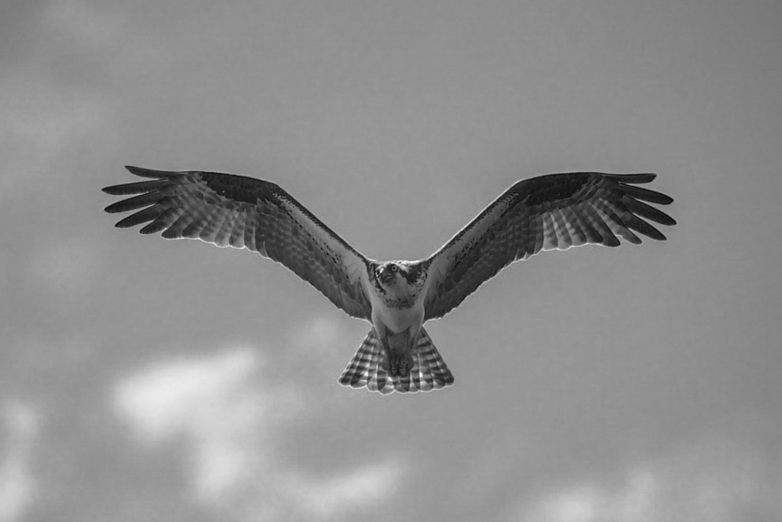 Osprey Hunt - Swansea, Massachusetts