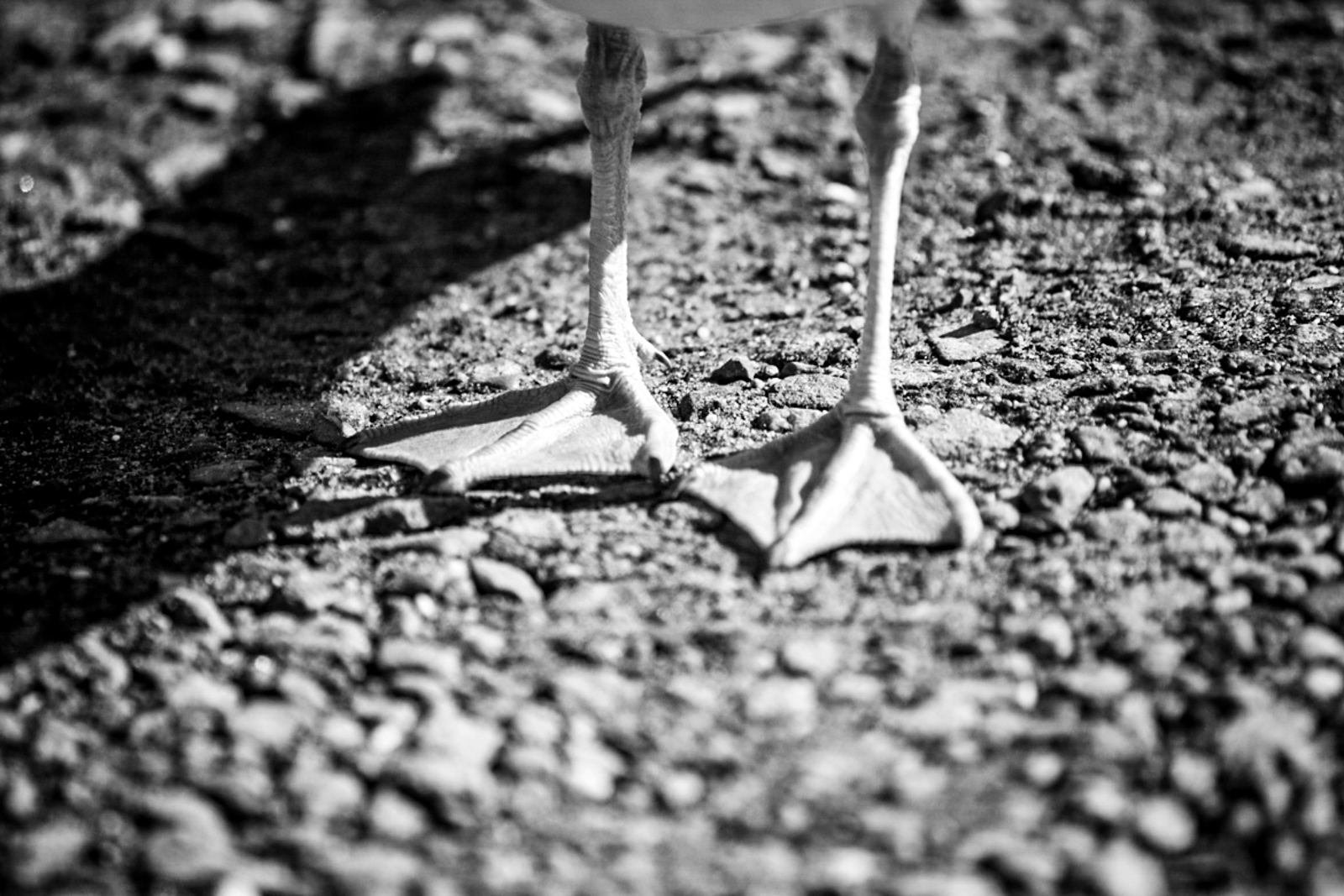 Cold Gull Feet - Myrtle Beach, South Carolina