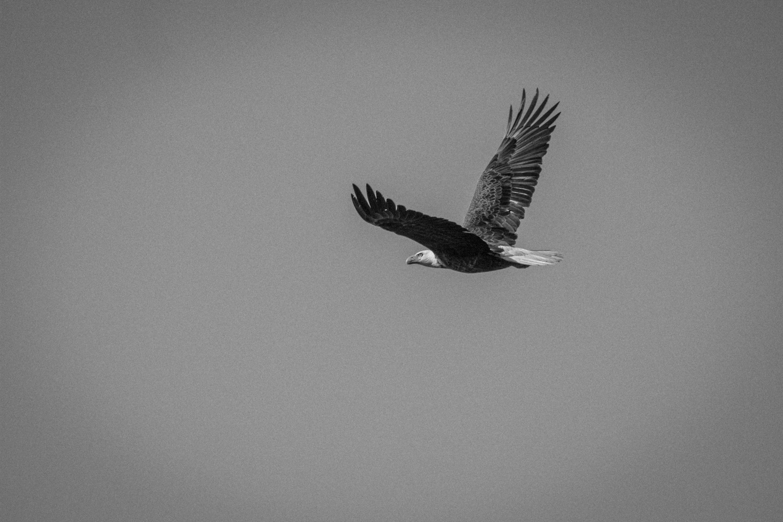 Soaring Eagle - Marco Island, Florida