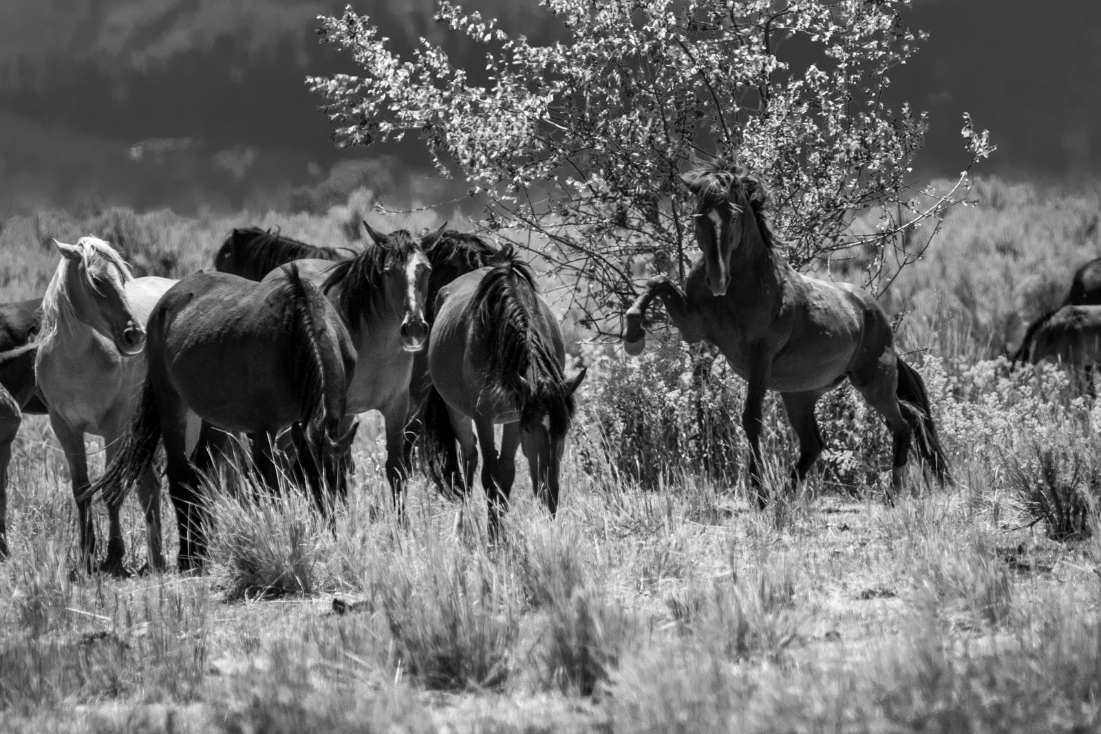 Wild Wild Horses - Reno, Nevada